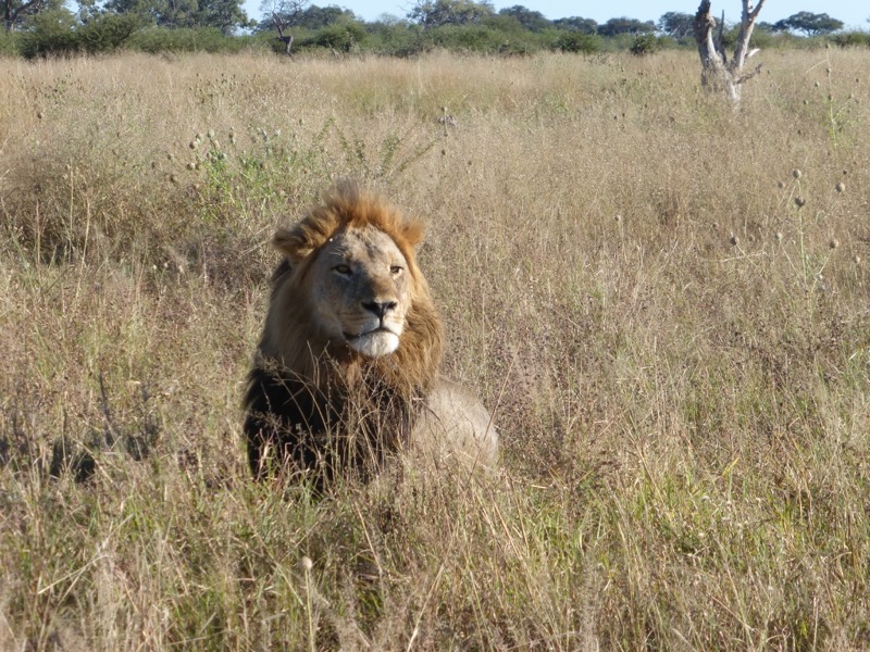 lion portrait